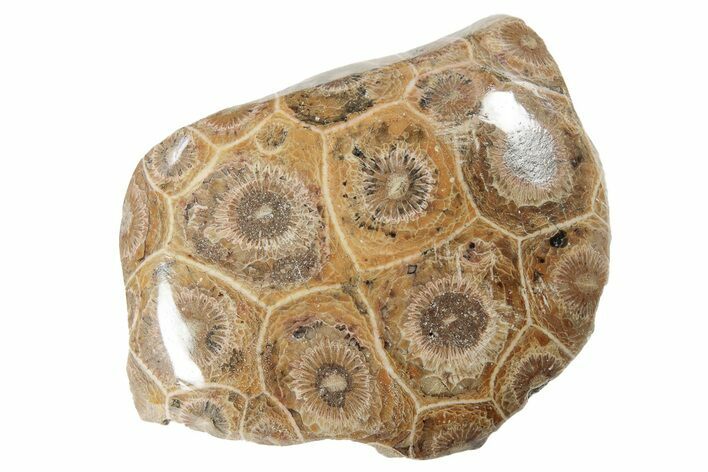 Polished Fossil Coral (Actinocyathus) From Morocco - 2" to 2 1/2" - Photo 1
